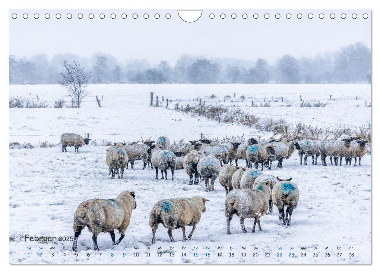 Bild: 9783383806124 | Westküste - Zwischen St. Peter Ording, Büsum und Elbe (Wandkalender...