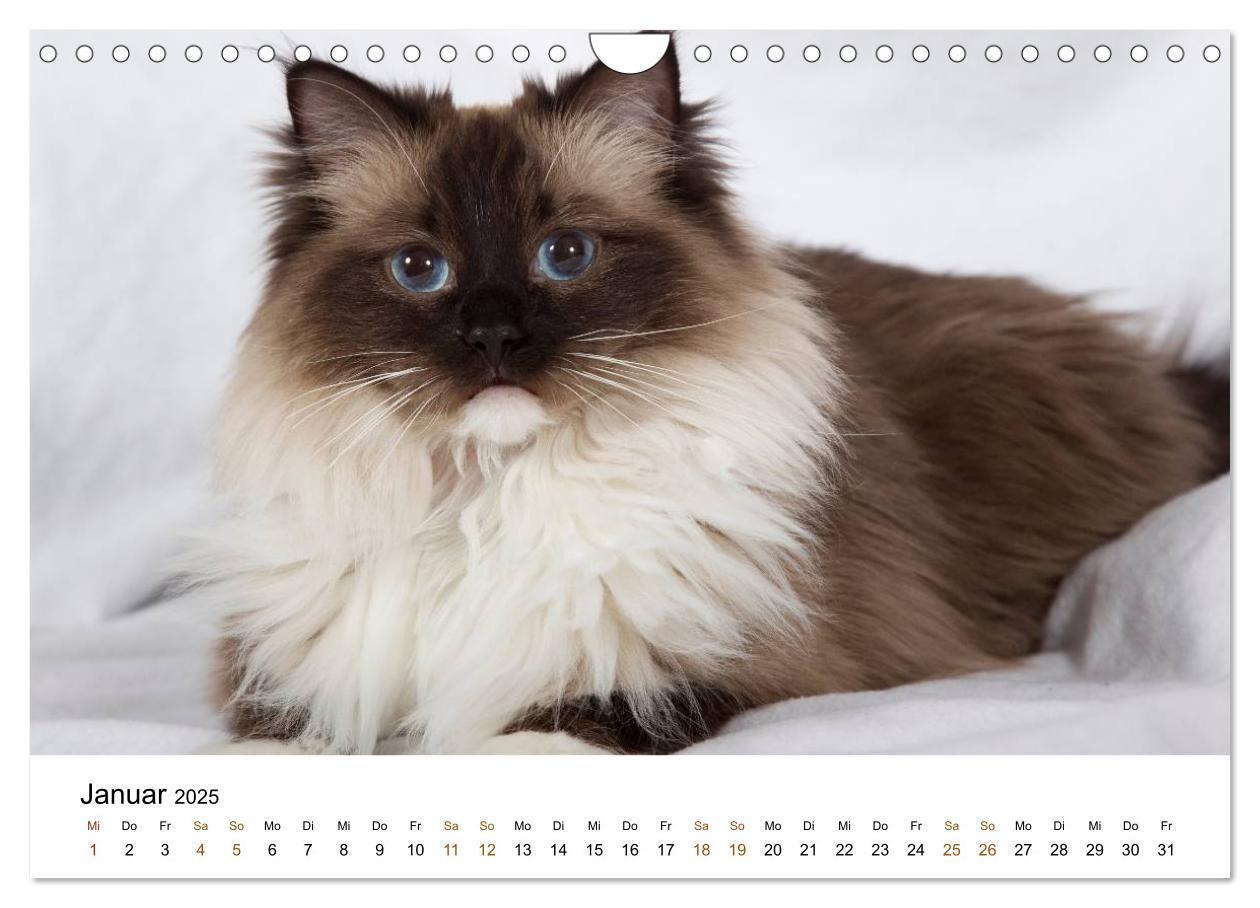 Bild: 9783435754328 | Ragdolls (Wandkalender 2025 DIN A4 quer), CALVENDO Monatskalender