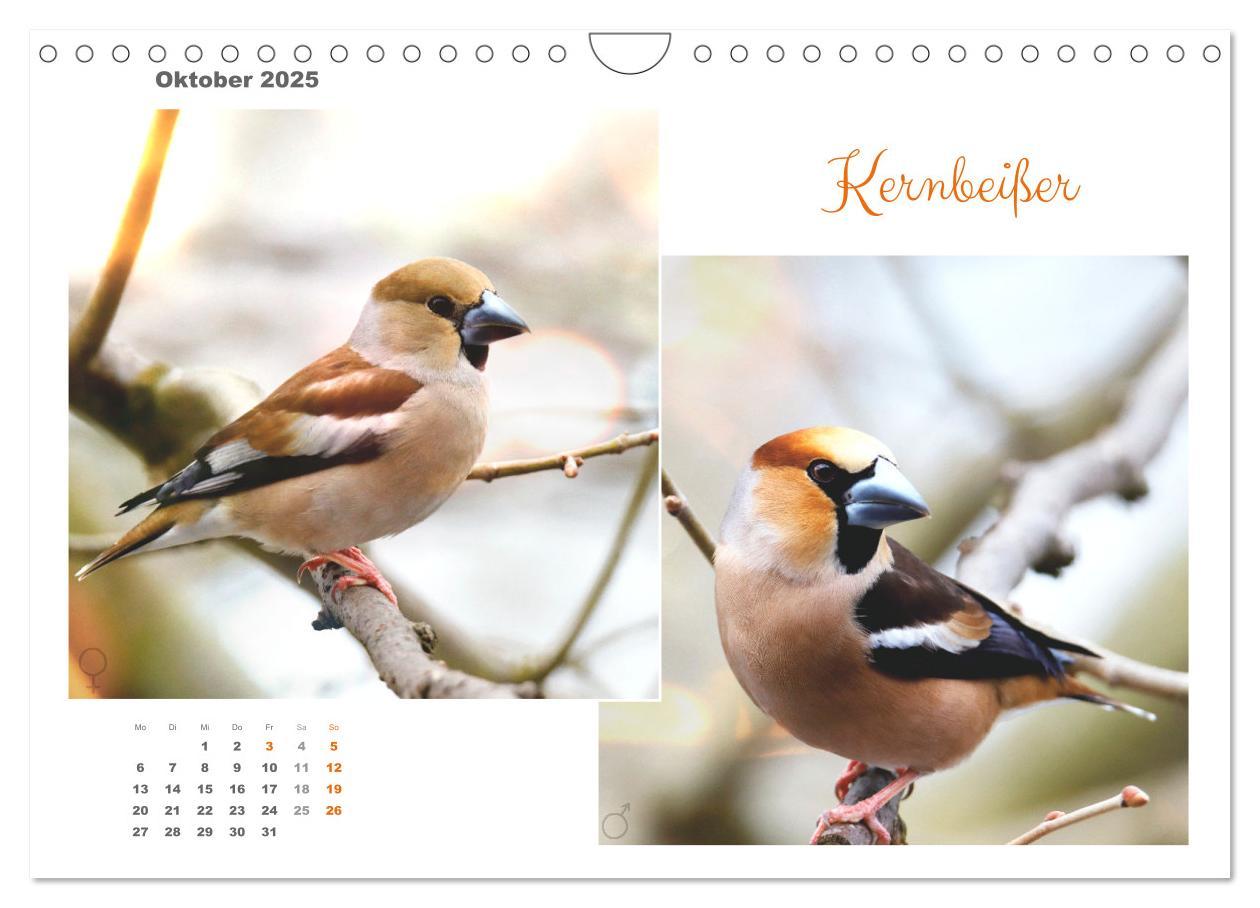 Bild: 9783435060269 | Vogel-Pärchen (Wandkalender 2025 DIN A4 quer), CALVENDO Monatskalender