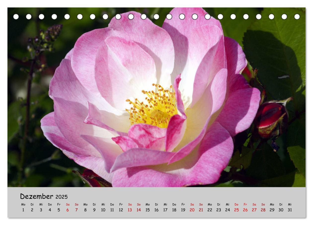 Bild: 9783435227211 | Blumen überall, zur Freude Menschen (Tischkalender 2025 DIN A5...