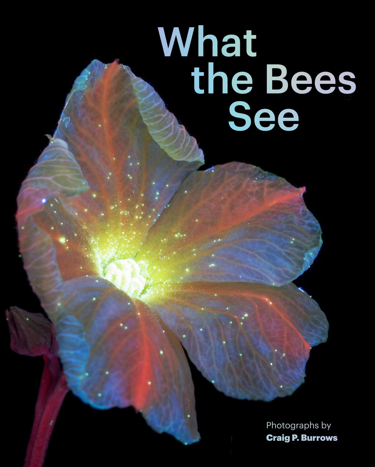 Cover: 9781797230184 | What the Bees See | A Honeybee's Eye View of the World | Burrows