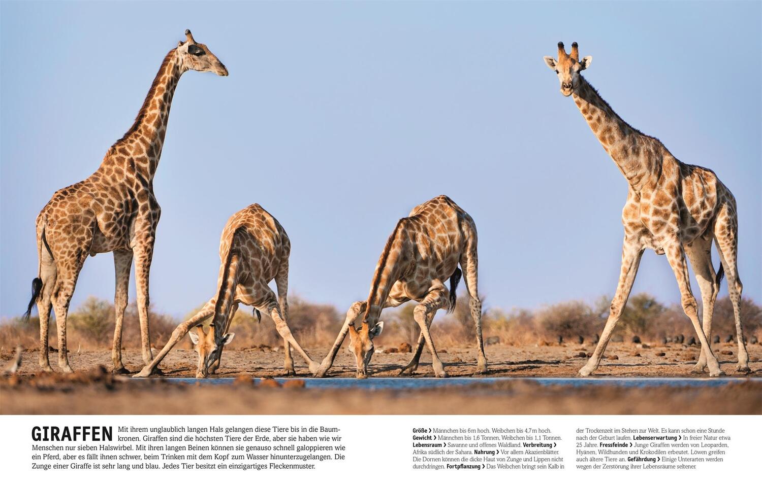 Bild: 9783831026982 | Tiere | Säugetiere, Vögel, Fische, Reptilien und Insekten | Buch