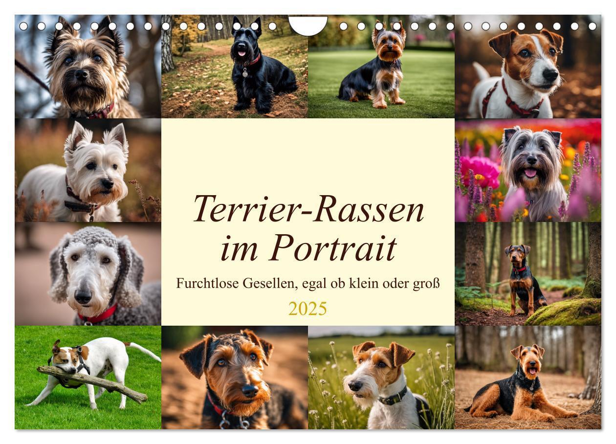 Cover: 9783435347896 | Terrier-Rassen im Portrait (Wandkalender 2025 DIN A4 quer),...