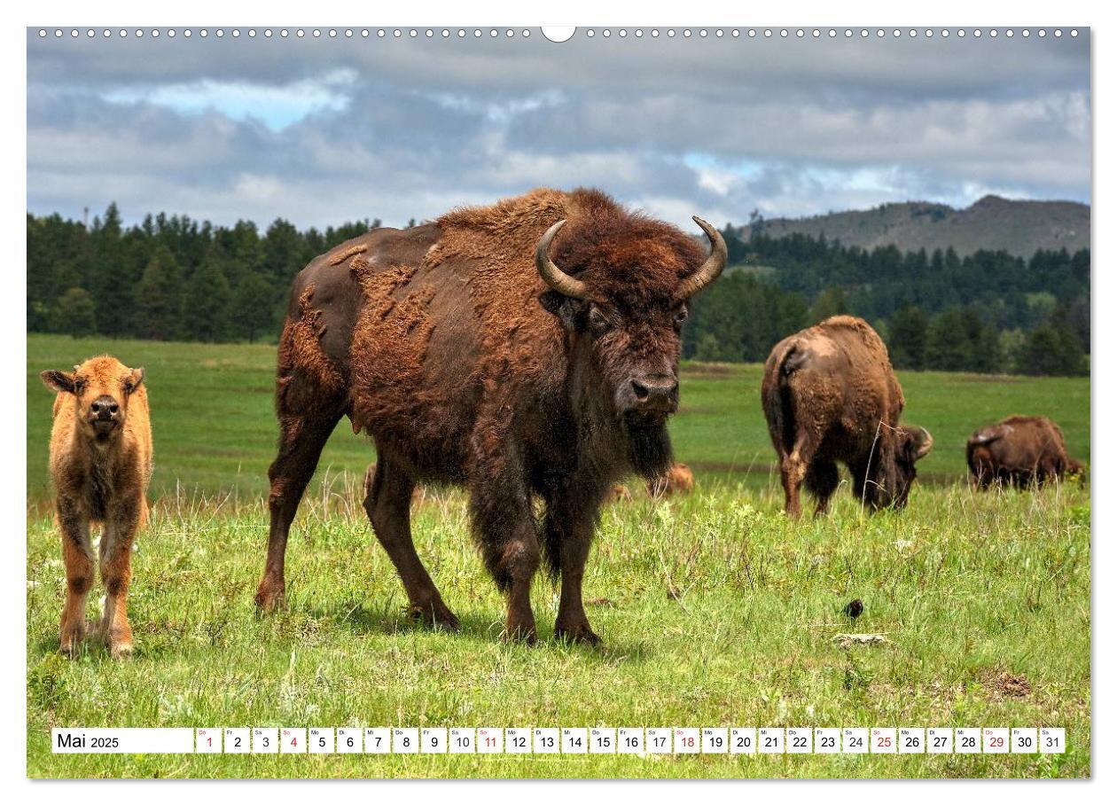 Bild: 9783435602872 | TATONKA Der nordamerikanische Bison (Wandkalender 2025 DIN A2...