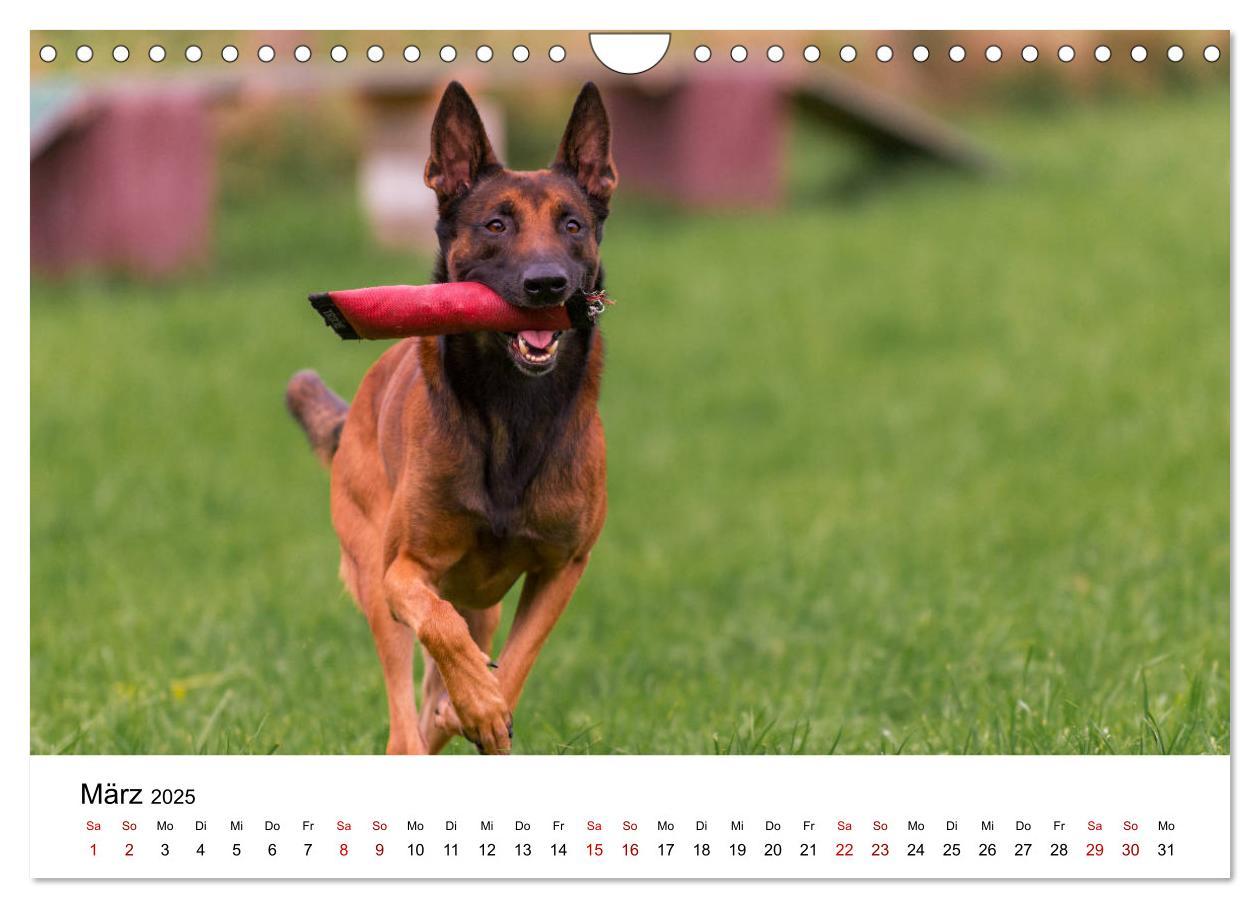 Bild: 9783435340415 | Malinois - Wahnsinn auf vier Pfoten (Wandkalender 2025 DIN A4...