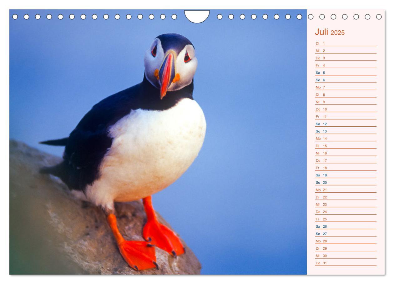 Bild: 9783435064489 | Papageitaucher auf Island (Wandkalender 2025 DIN A4 quer), CALVENDO...