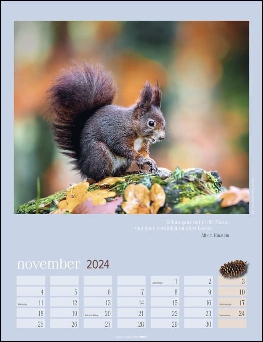 Bild: 9783840085642 | Eichhörnchen. Wandkalender 2024. Fotokalender mit süßen...