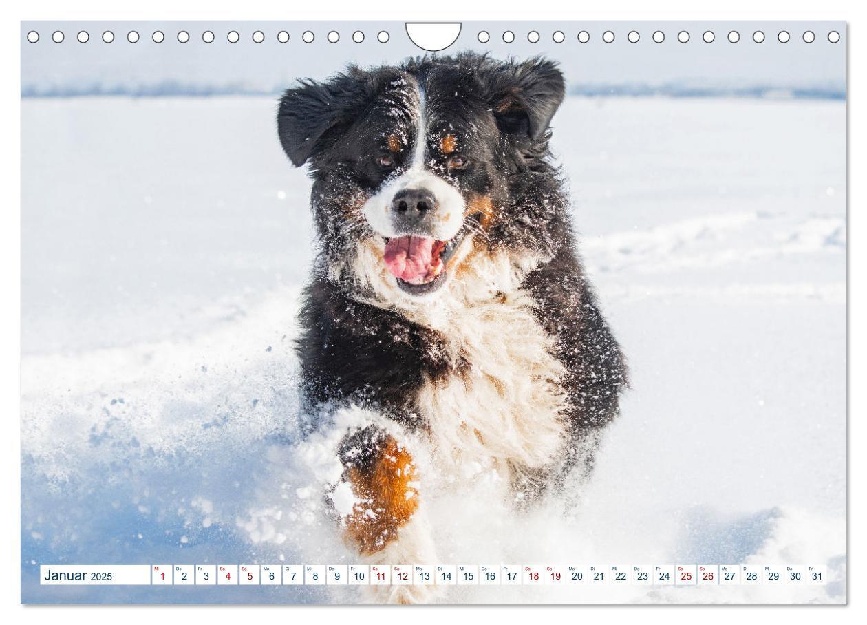 Bild: 9783435050321 | Berner Sennenhund - Ein Traum auf vier Pfoten (Wandkalender 2025...