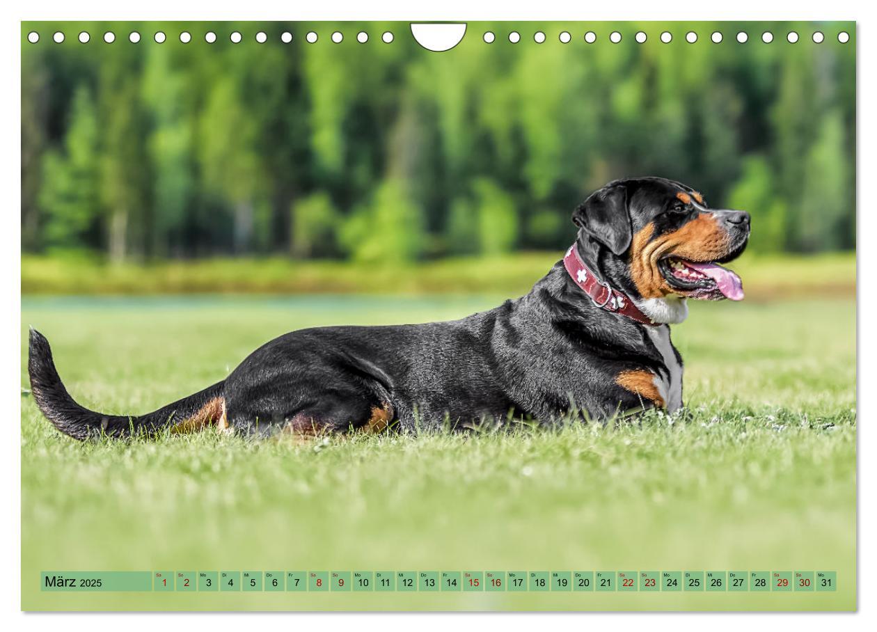 Bild: 9783457217979 | Große Schweizer - Gigantische Sennenhunde (Wandkalender 2025 DIN A4...