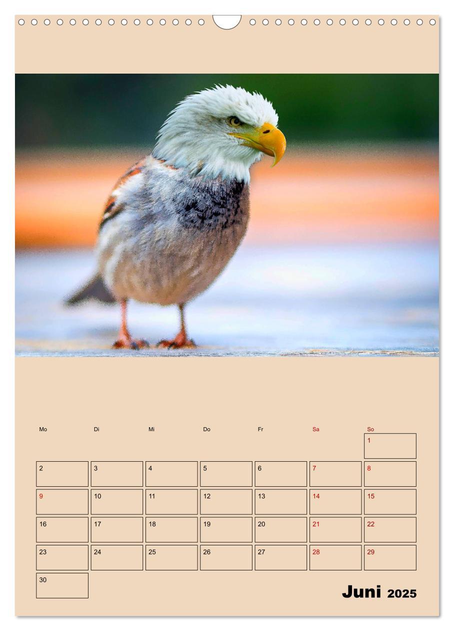 Bild: 9783435979189 | Seltsame Tiere - da stimmt doch was nicht... (Wandkalender 2025 DIN...