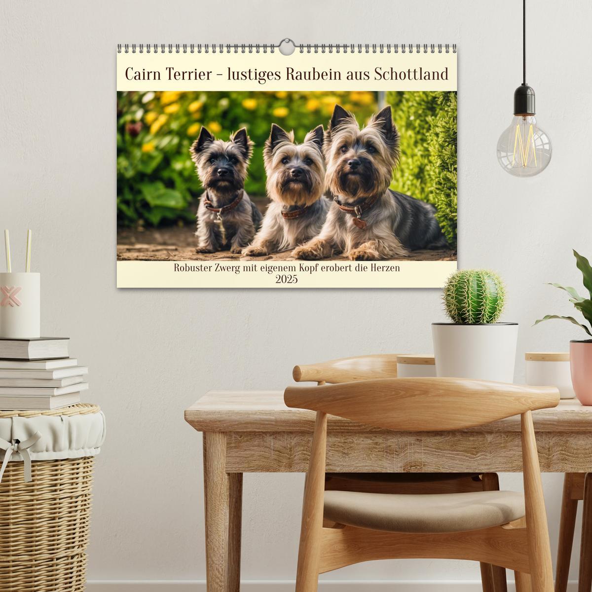 Bild: 9783435419906 | Cairn Terrier - lustiges Raubein aus Schottland (Wandkalender 2025...