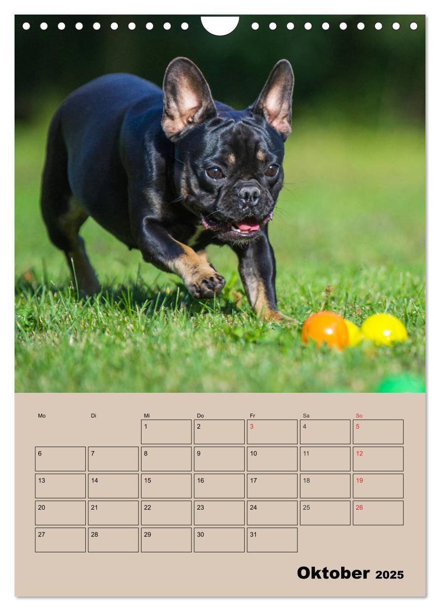 Bild: 9783435959662 | Jahresplaner Französische Bulldogge (Wandkalender 2025 DIN A4...