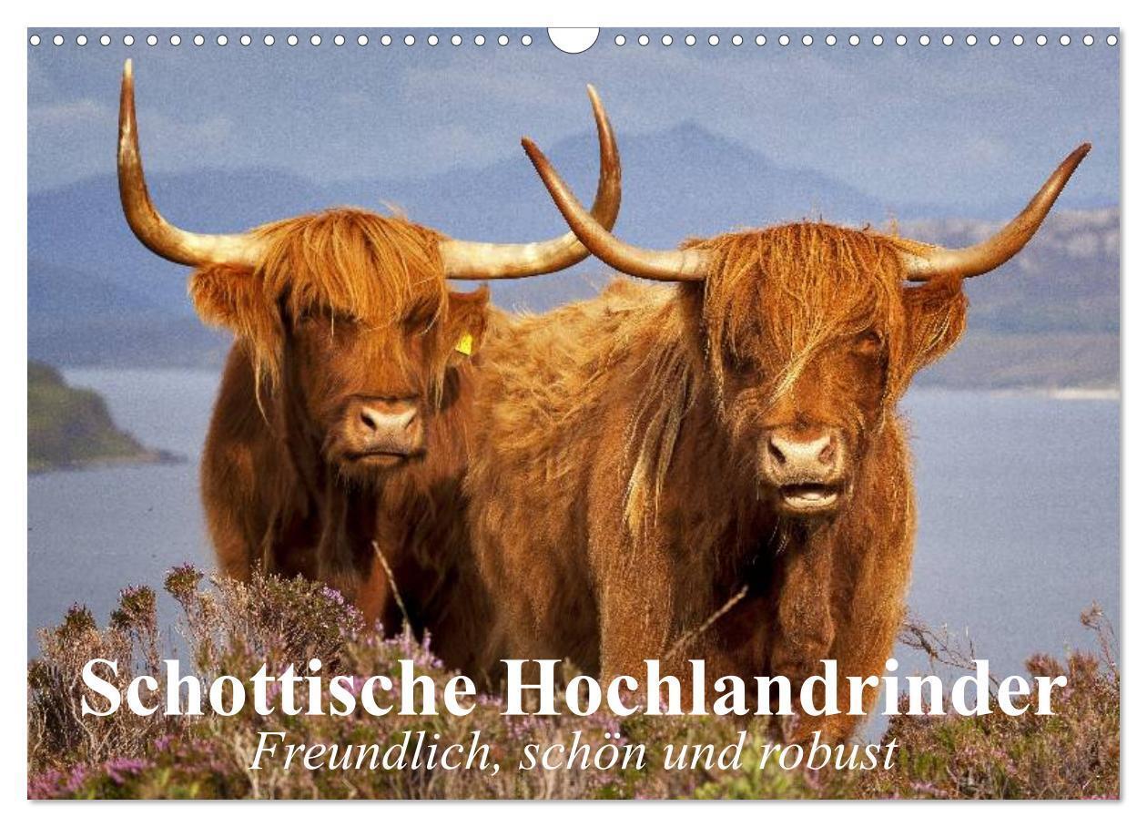 Cover: 9783675893948 | Schottische Hochlandrinder. Freundlich, schön und robust...