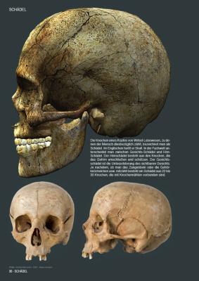 Bild: 9783946386070 | Skulls &amp; Bones | Totenschädel &amp; Knochen | Johann Barnas | Taschenbuch