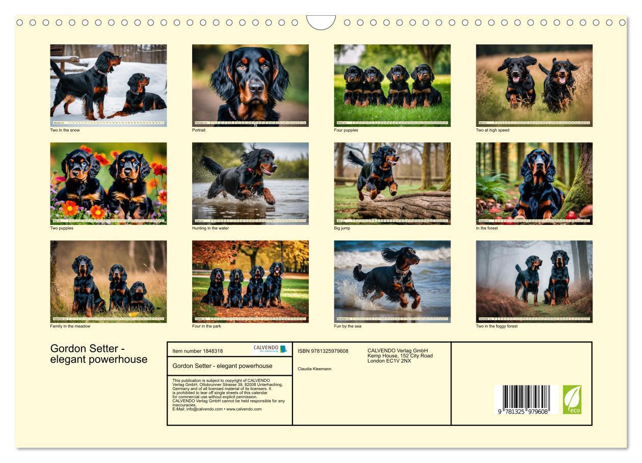 Bild: 9781325979608 | Gordon Setter - elegant powerhouse (Wall Calendar 2025 DIN A3...