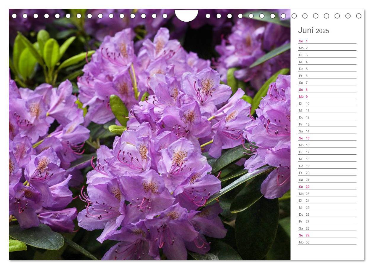 Bild: 9783435492091 | Rhododendron Schönheiten im Garten (Wandkalender 2025 DIN A4 quer),...