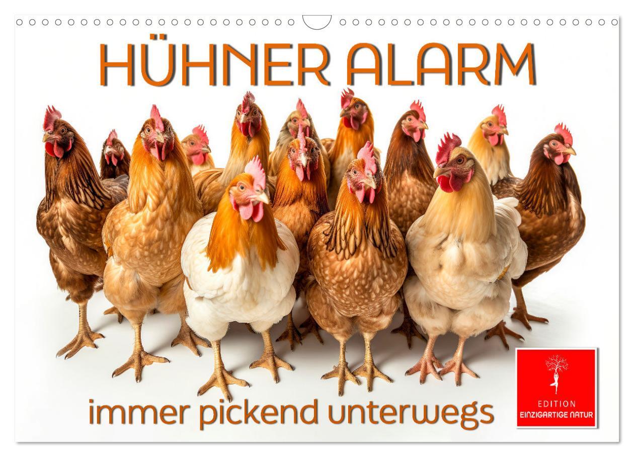 Cover: 9783383768019 | Hühner Alarm (Wandkalender 2025 DIN A3 quer), CALVENDO Monatskalender