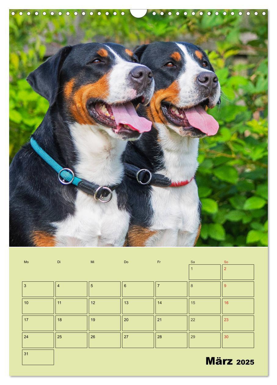 Bild: 9783435960057 | Familienplaner Großer Schweizer Sennenhund (Wandkalender 2025 DIN...