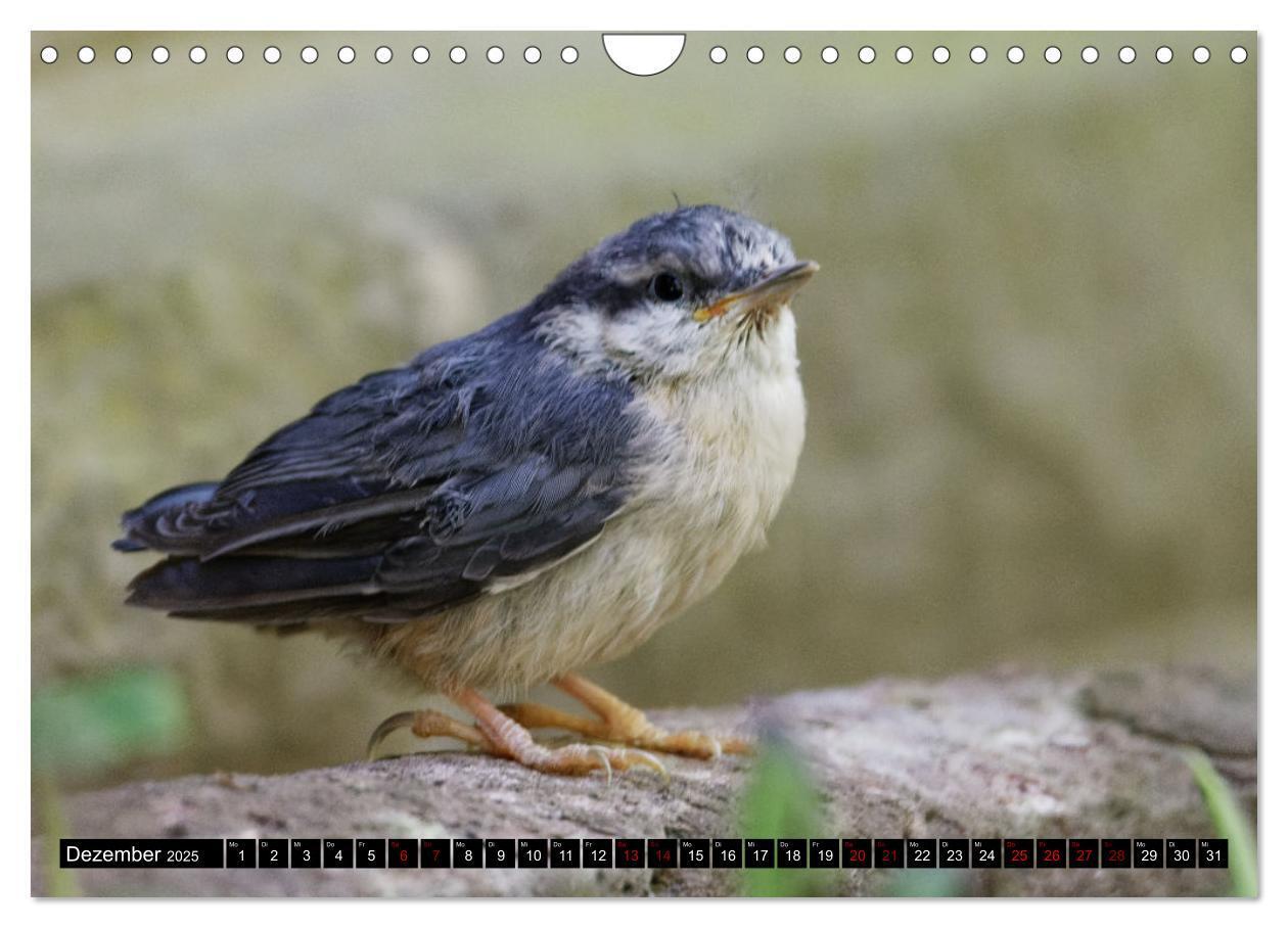 Bild: 9783435029310 | Vogelkinder - Junge Wildvögel (Wandkalender 2025 DIN A4 quer),...