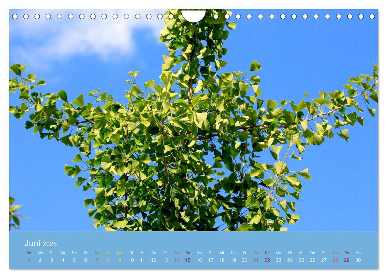 Bild: 9783435304981 | Geliebter Ginkgo (Wandkalender 2025 DIN A4 quer), CALVENDO...