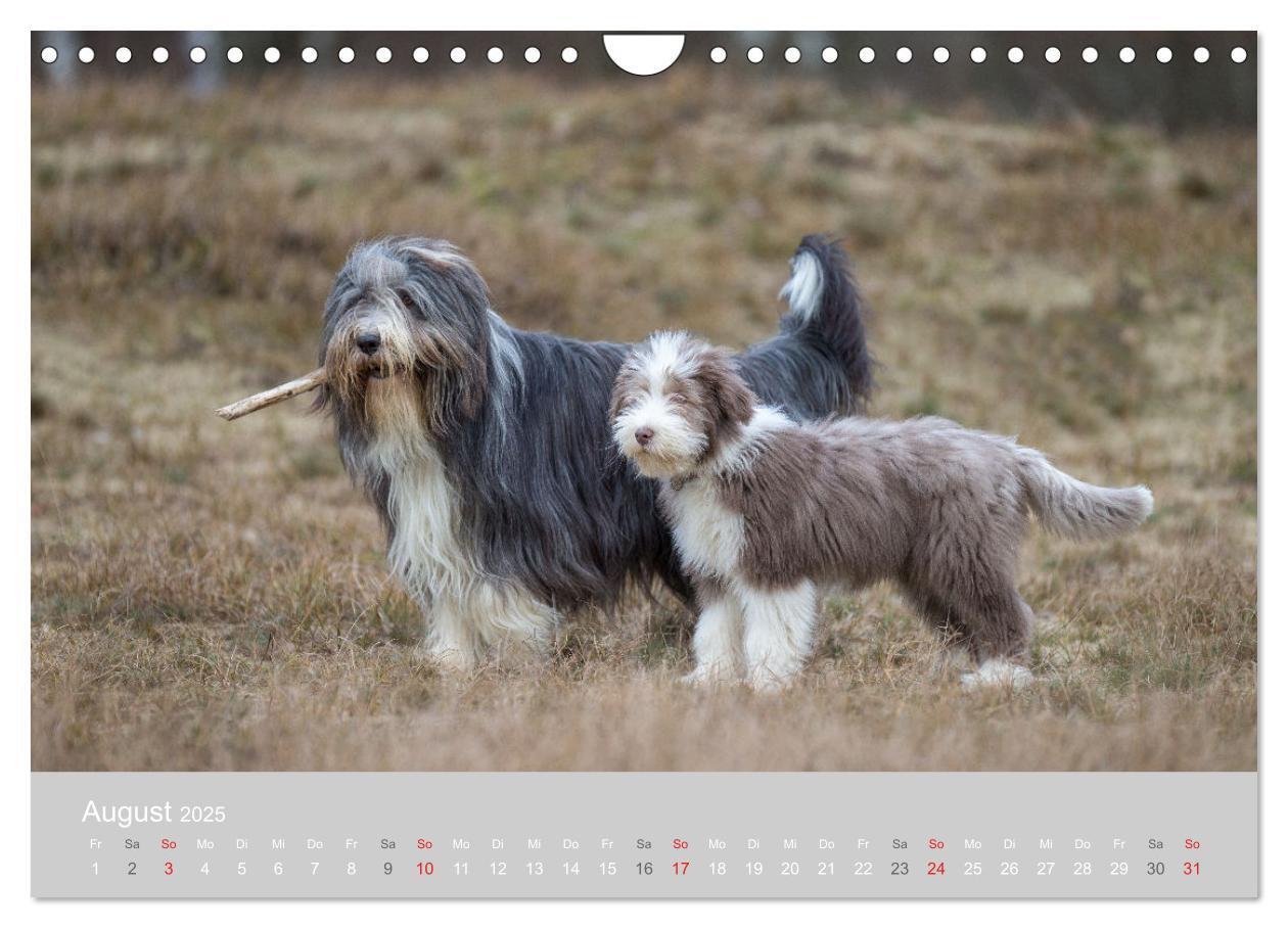 Bild: 9783435427239 | BEARDED COLLIES 2025 (Wandkalender 2025 DIN A4 quer), CALVENDO...