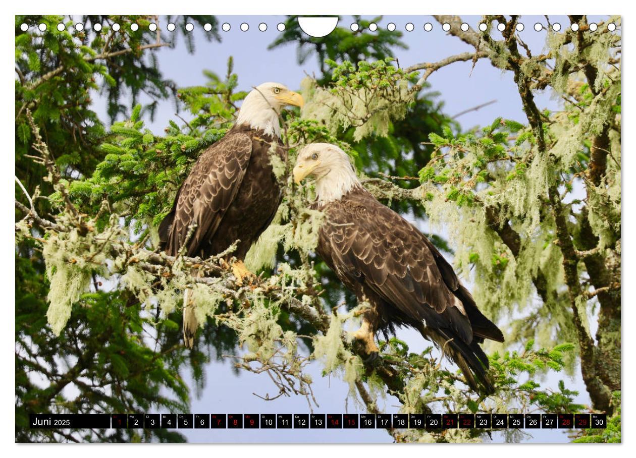 Bild: 9783435347636 | Weißkopfseeadler. Herrscher der Lüfte. 2025 (Wandkalender 2025 DIN...