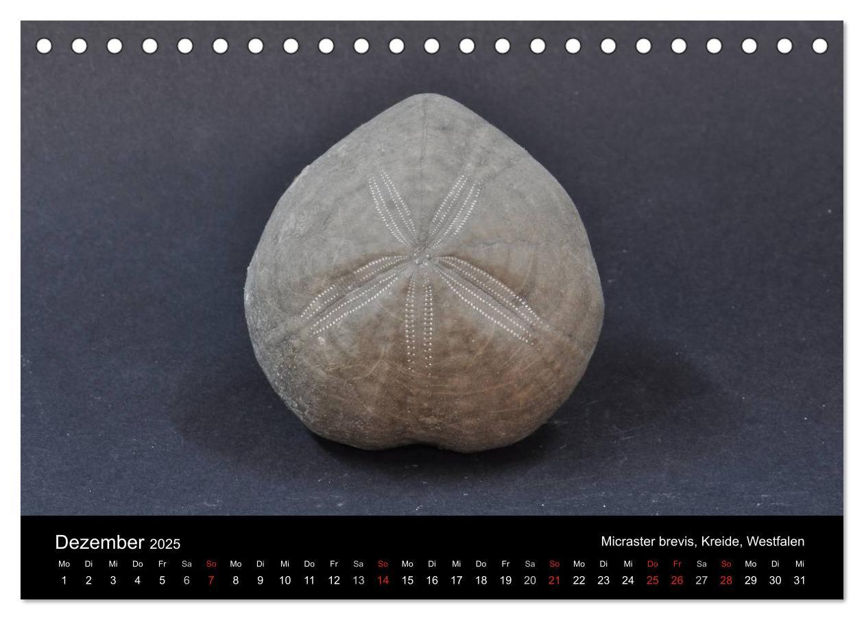 Bild: 9783435770205 | Fossilien - Zeugen der Urzeit (Tischkalender 2025 DIN A5 quer),...