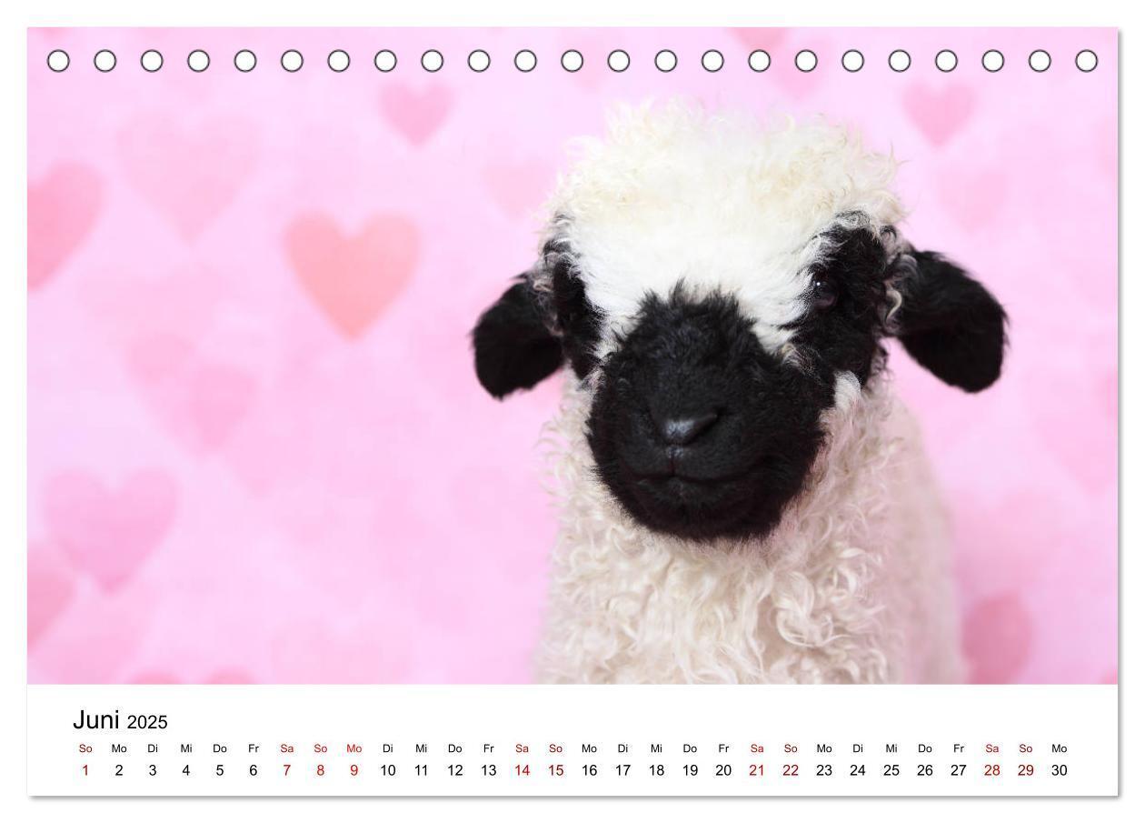 Bild: 9783435326068 | Walliser Schwarznasenschaf Valais Blacknose Sheep (Tischkalender...