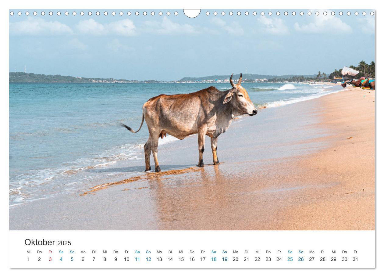 Bild: 9783435150366 | Traumziel Sri Lanka (Wandkalender 2025 DIN A3 quer), CALVENDO...