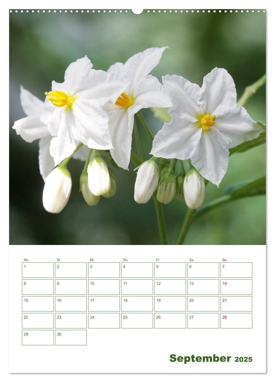 Bild: 9783435965038 | Weiße Blüten im Grünen (Wandkalender 2025 DIN A2 hoch), CALVENDO...