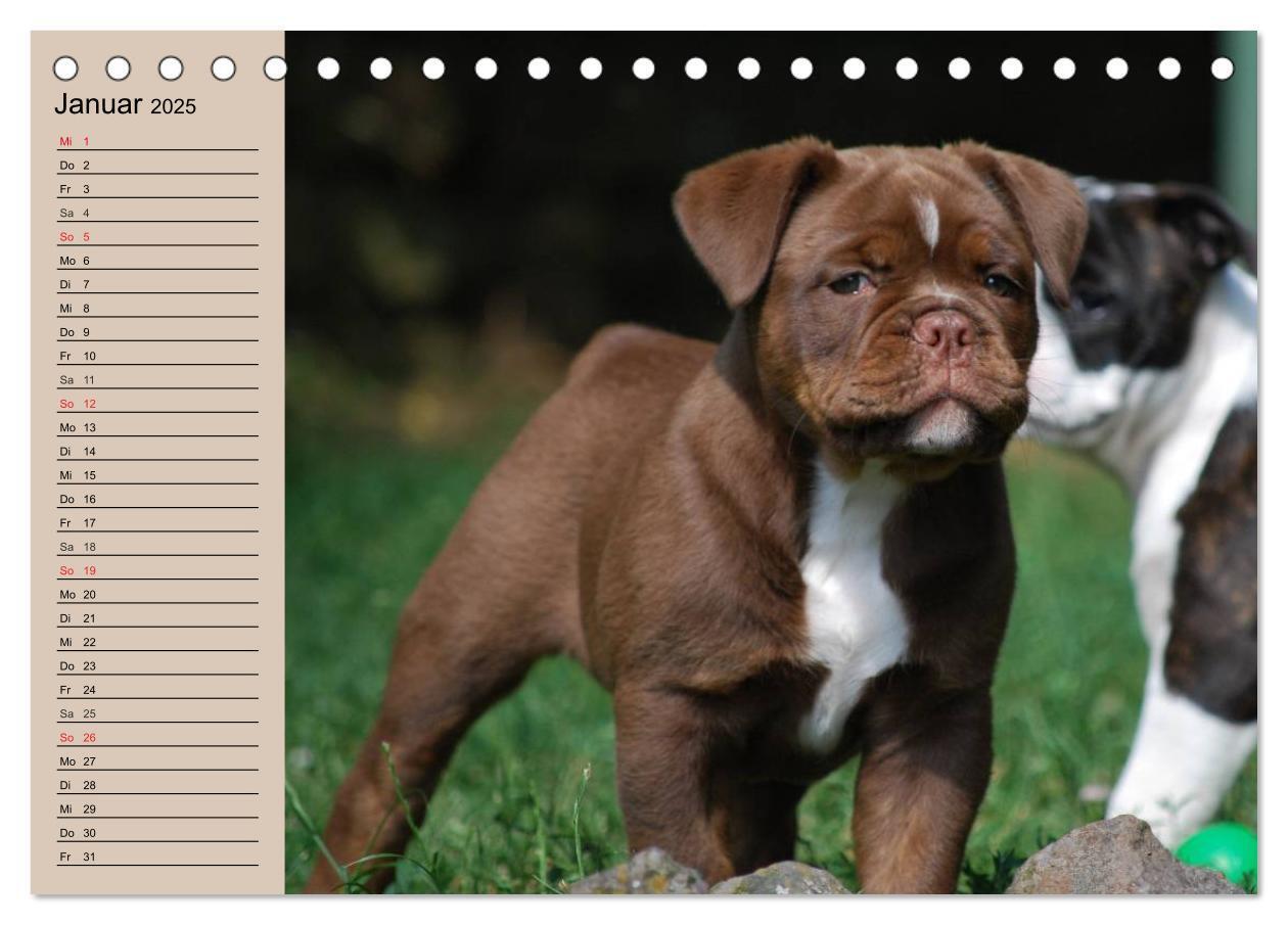 Bild: 9783435533602 | Bulldoggen-Kinder (Tischkalender 2025 DIN A5 quer), CALVENDO...