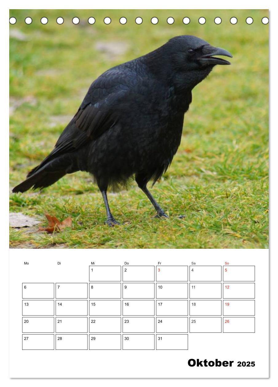 Bild: 9783457020074 | Rabenvögel Terminplaner (Tischkalender 2025 DIN A5 hoch), CALVENDO...