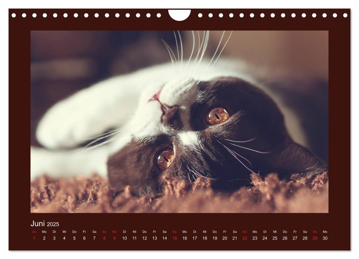 Bild: 9783435482917 | Britisch Kurzhaar Katzen - Poesie fürs Auge (Wandkalender 2025 DIN...