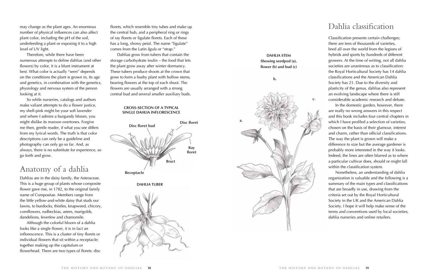 Bild: 9781911595250 | Dahlias | Beautiful varieties for home and garden | Lane (u. a.)