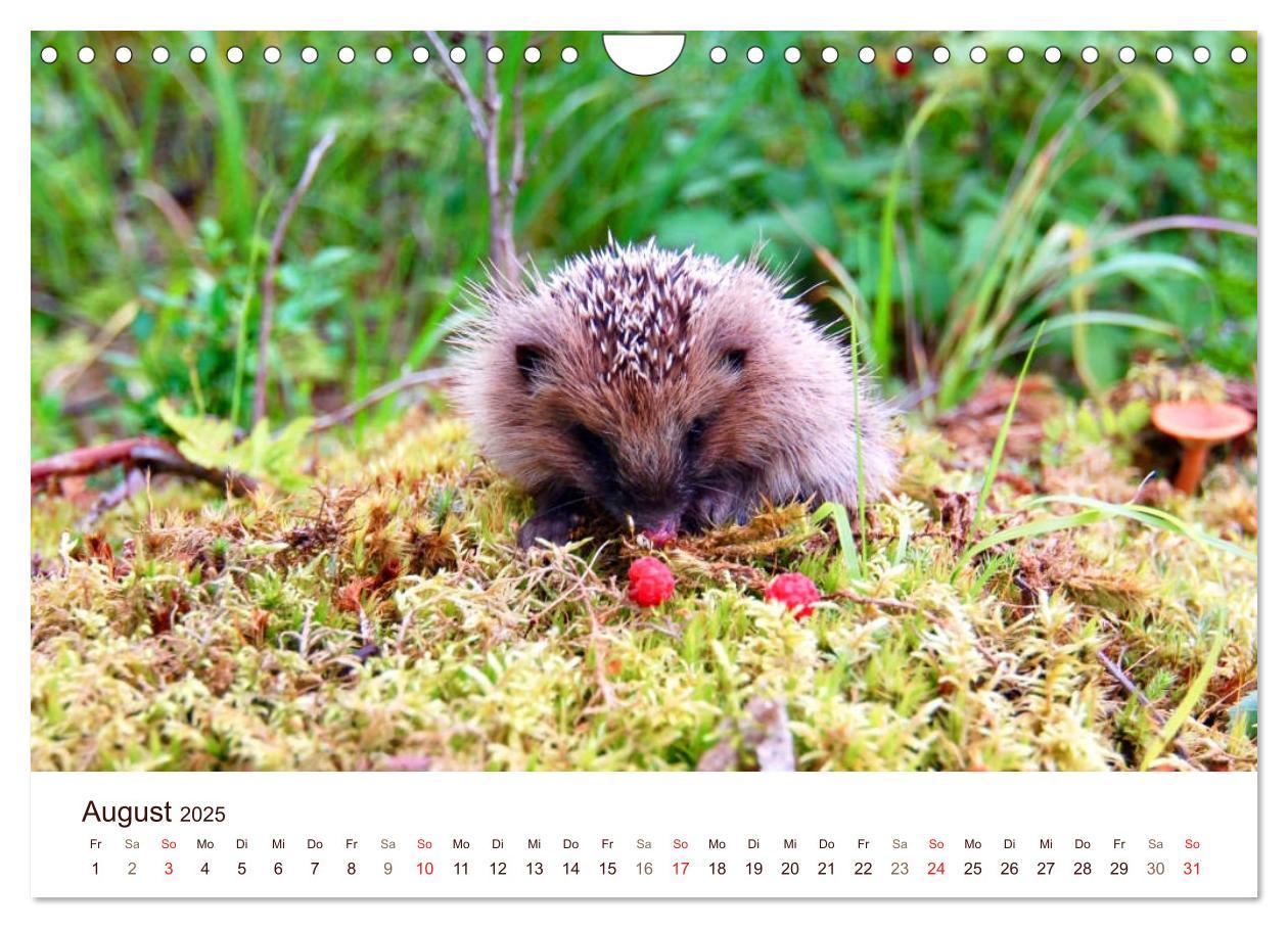 Bild: 9783435473052 | Igel 2025. Tierische Impressionen (Wandkalender 2025 DIN A4 quer),...