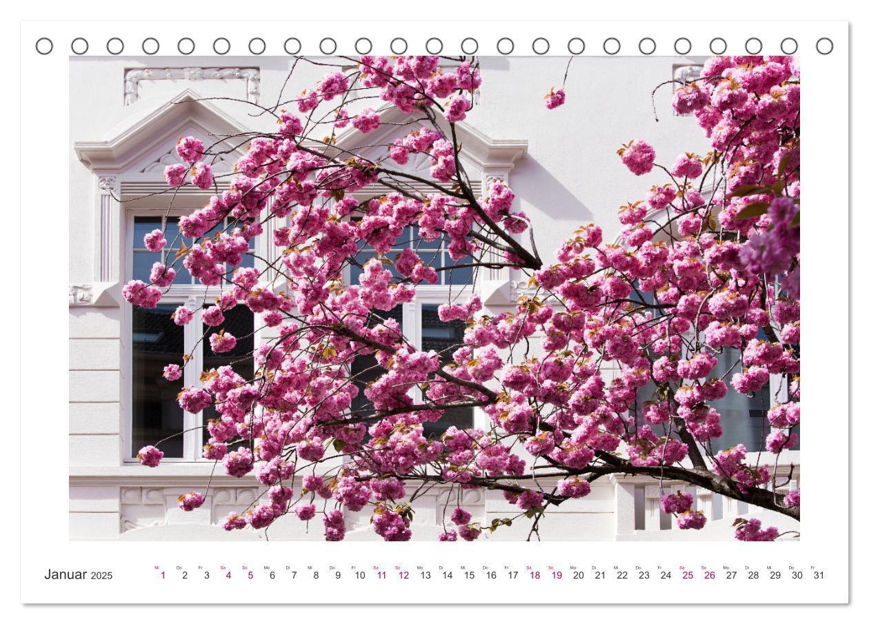 Bild: 9783457127889 | Japanische Kirschblüte in Bonn (Tischkalender 2025 DIN A5 quer),...