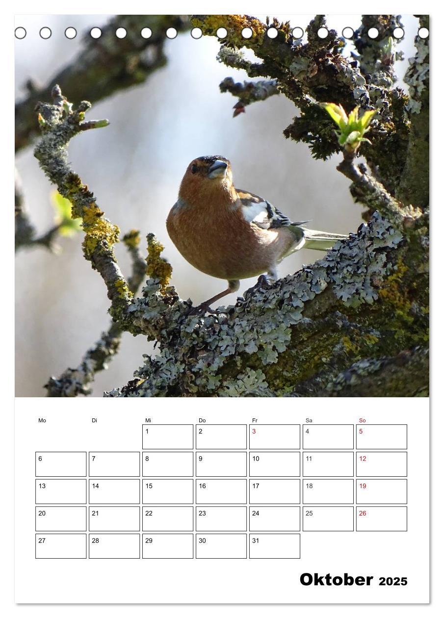 Bild: 9783457041031 | Amsel, Drossel, Fink und Star - beobachtet (Tischkalender 2025 DIN...