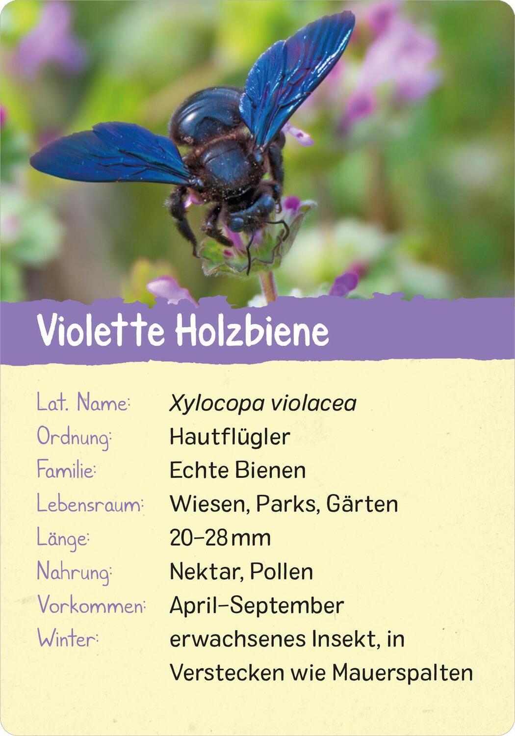 Bild: 9783845856575 | Naturforscher-Kids - Insekten | 50 Karten | Miriam Scholz | Buch