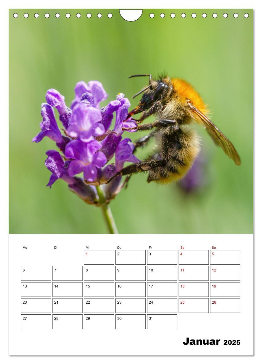 Bild: 9783435879731 | Hummeln und Bienen Terminplaner (Wandkalender 2025 DIN A4 hoch),...