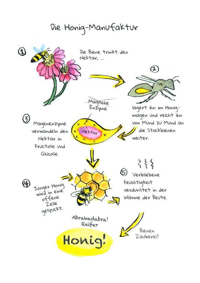 Bild: 9783818622039 | OMG Bees! | Bienen sind cool - und jetzt findest du raus, warum | Buch