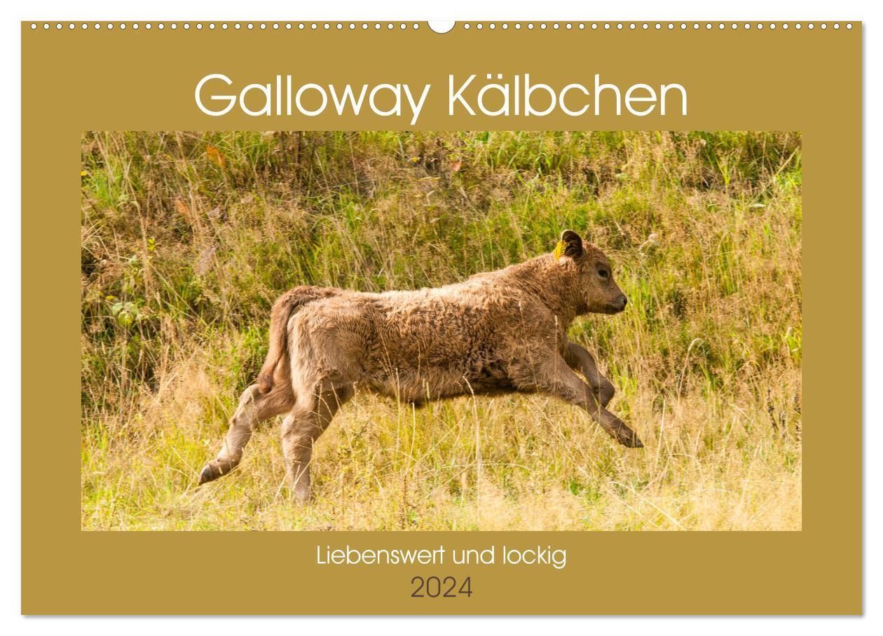 Cover: 9783675853065 | Galloway Kälbchen - Liebenswert und lockig (Wandkalender 2024 DIN...
