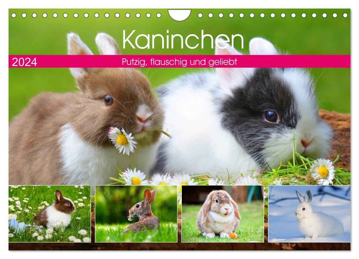 Cover: 9783383105333 | Kaninchen. Putzig, flauschig und geliebt (Wandkalender 2024 DIN A4...