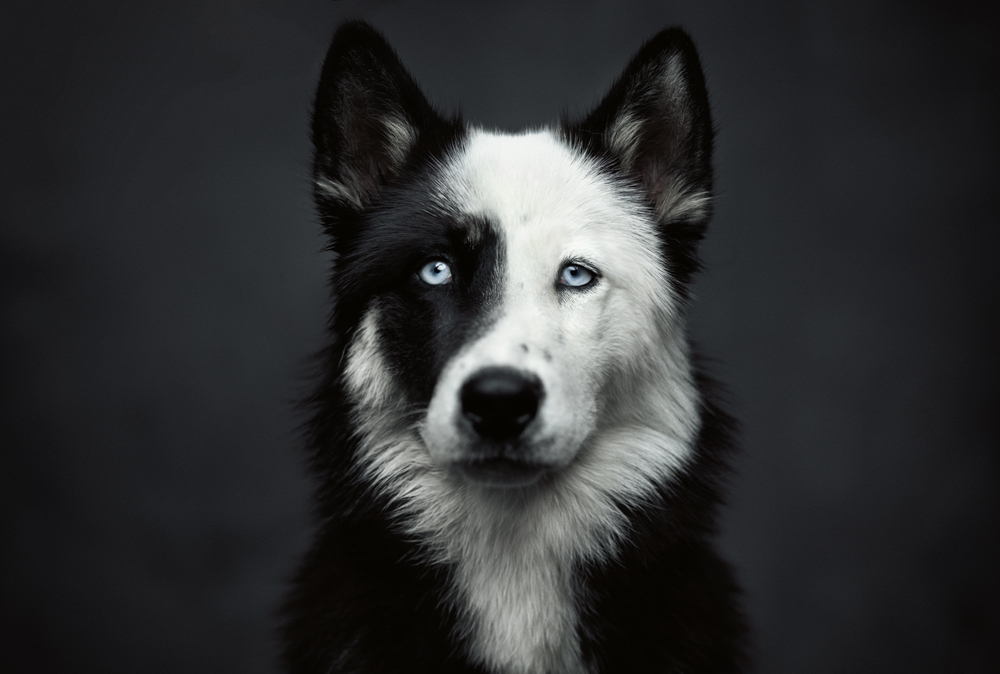 Bild: 9783961713042 | The Dogs | Vincent Lagrange (u. a.) | Buch | 176 S. | Deutsch | 2020