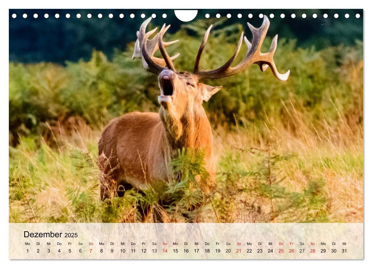 Bild: 9783435516292 | Rotwild. Edle Hirsche, stolze Kühe (Wandkalender 2025 DIN A4 quer),...