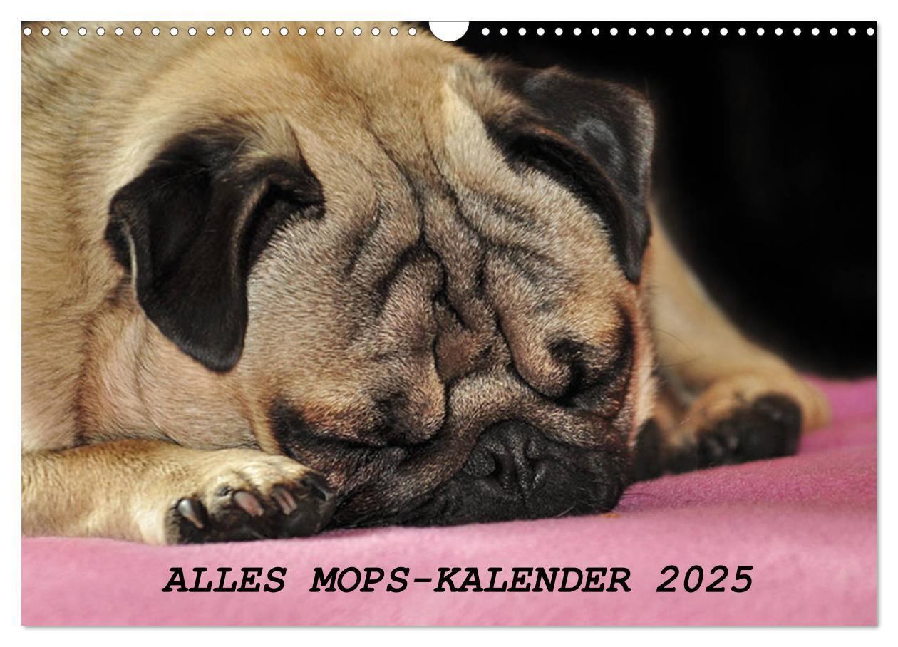 Cover: 9783435390977 | Alles Mops-Kalender 2025 (Wandkalender 2025 DIN A3 quer), CALVENDO...