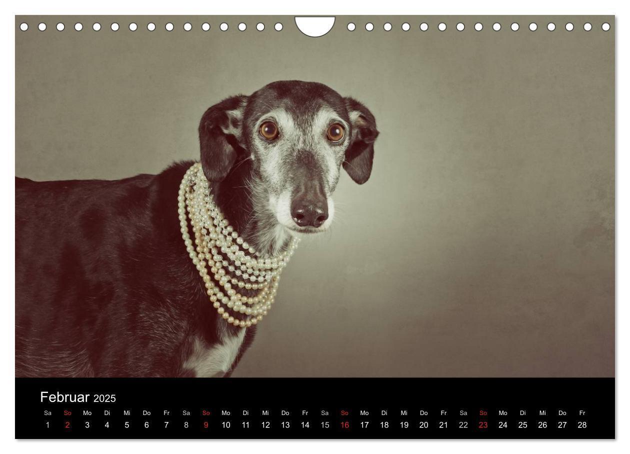 Bild: 9783435776092 | Der Windhundekalender (Wandkalender 2025 DIN A4 quer), CALVENDO...