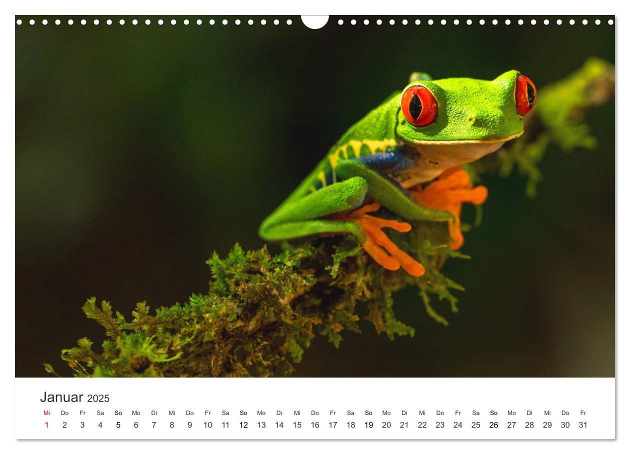 Bild: 9783435153534 | Costa Rica - exotische Tierwelt und unberührte Natur (Wandkalender...