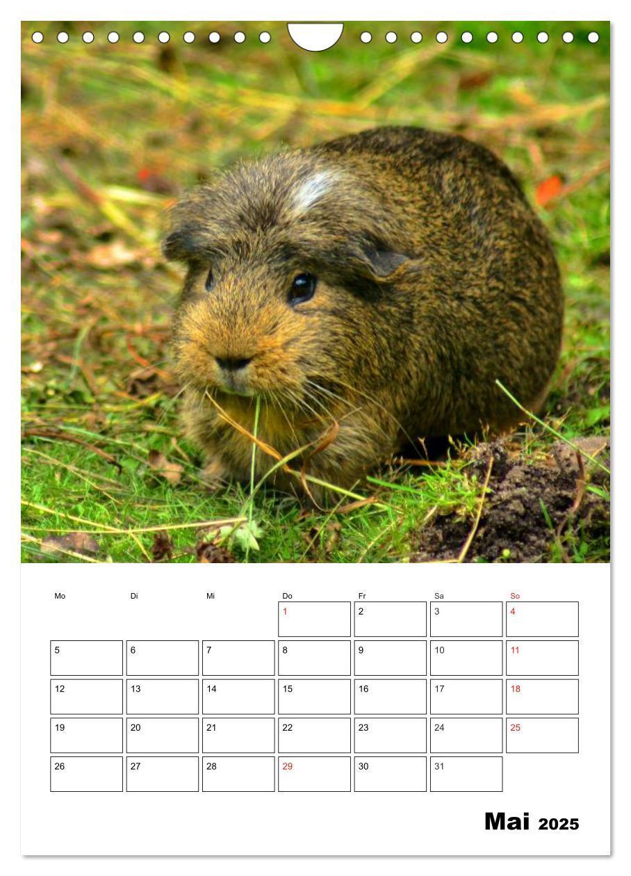 Bild: 9783457014820 | Meerschweinchen Terminplaner (Wandkalender 2025 DIN A4 hoch),...