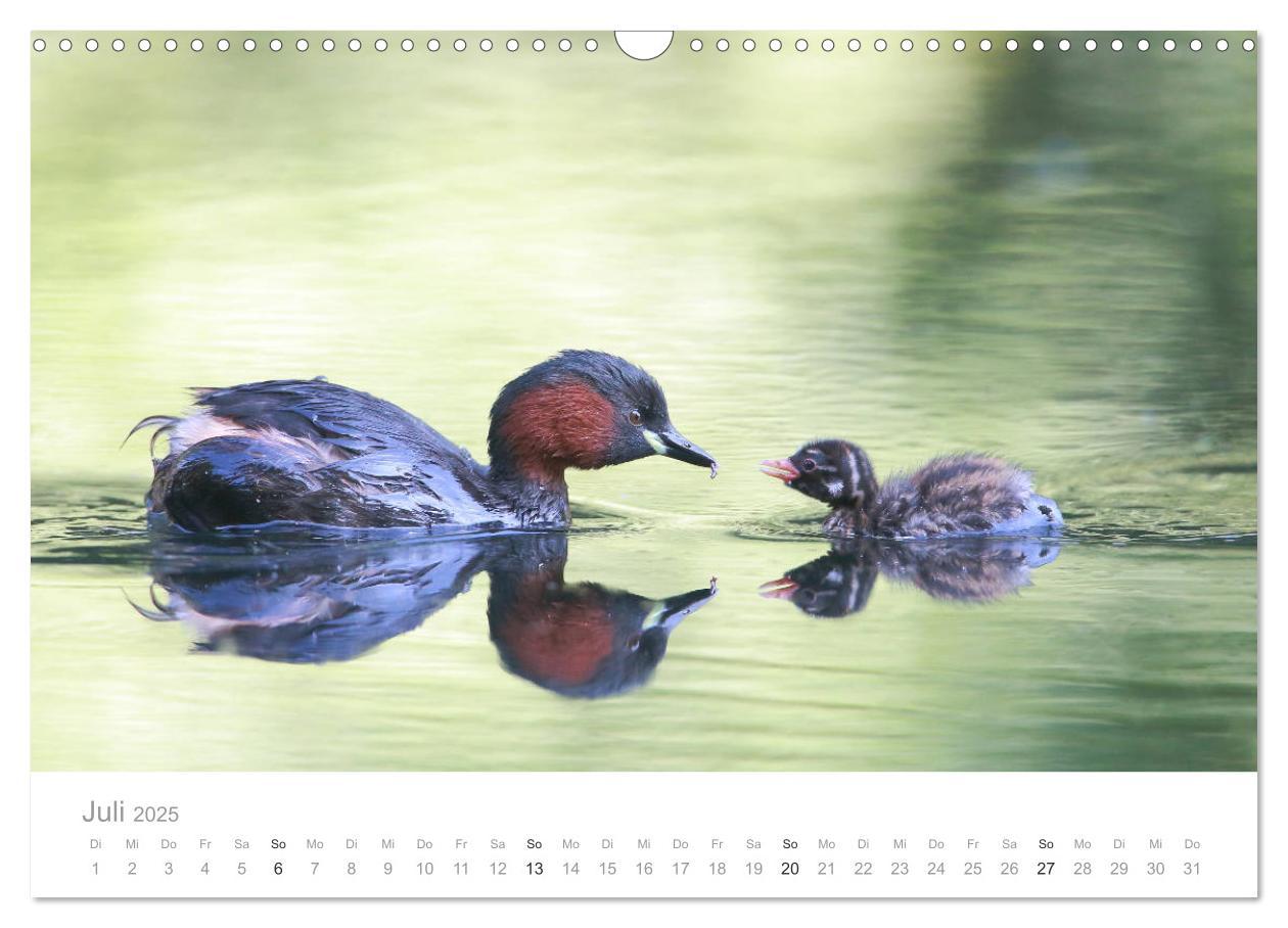 Bild: 9783435179749 | Vögel in Ost- und Norddeutschland 2025 (Wandkalender 2025 DIN A3...