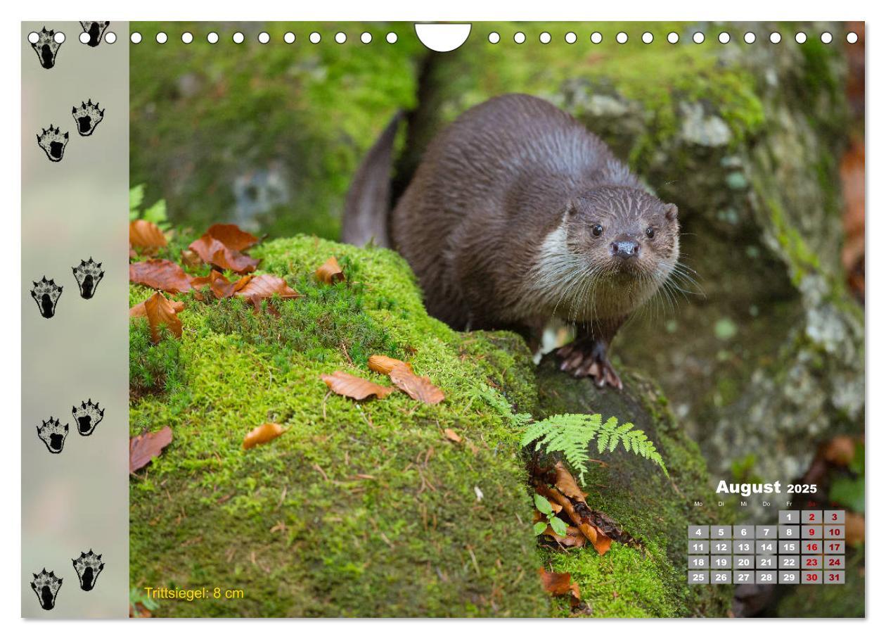 Bild: 9783435384198 | Tierspuren in der Natur (Wandkalender 2025 DIN A4 quer), CALVENDO...